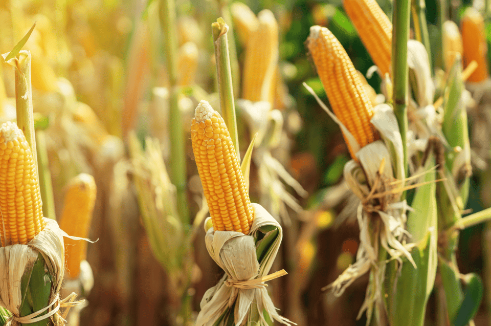 Maximize Your Harvest with Grain Futures Trading