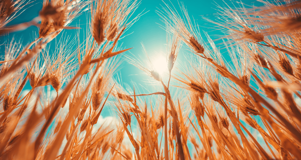 What Is Cross Commodity Hedging?