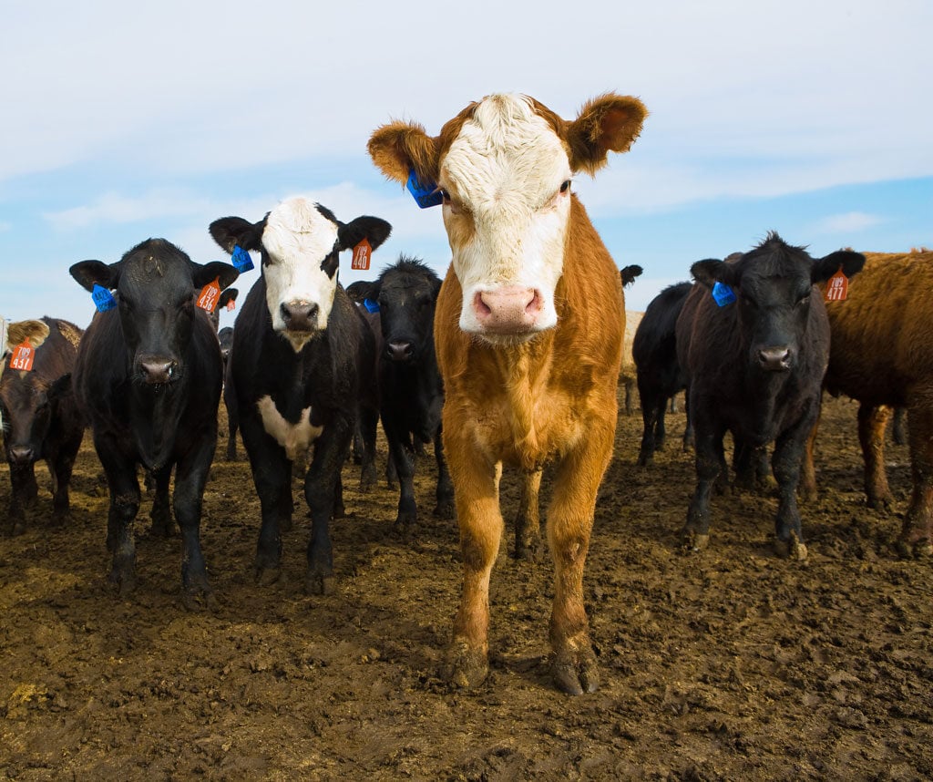 Black and Brown Cattle